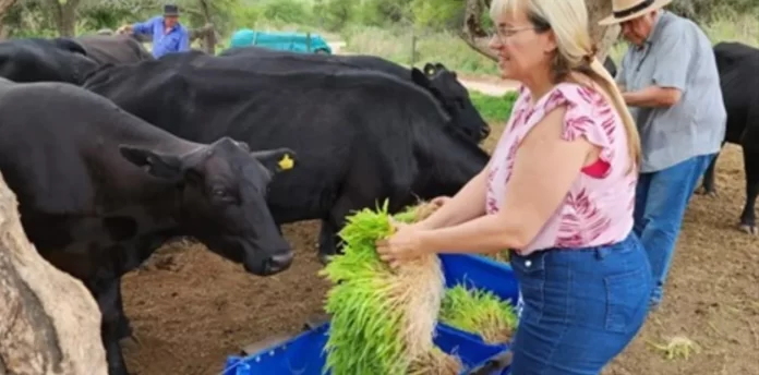 Forraje_Hidroponico_Ganado