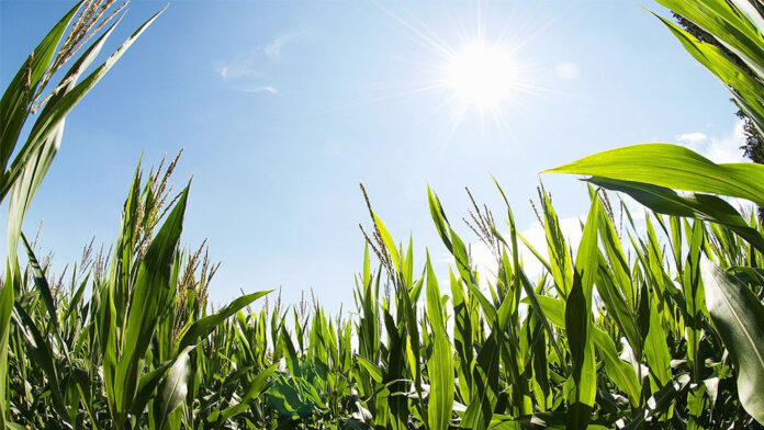 Maisfeld in der Sonne