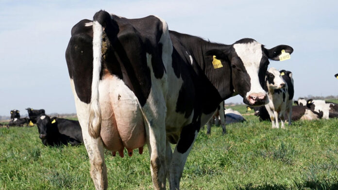 Vacas_Lecheras_Genética