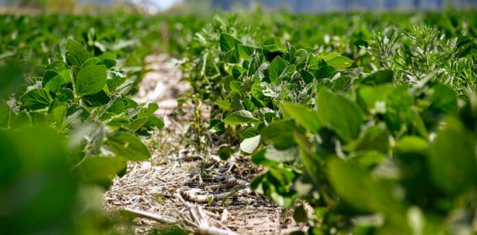 Fertilizacion_Foliar