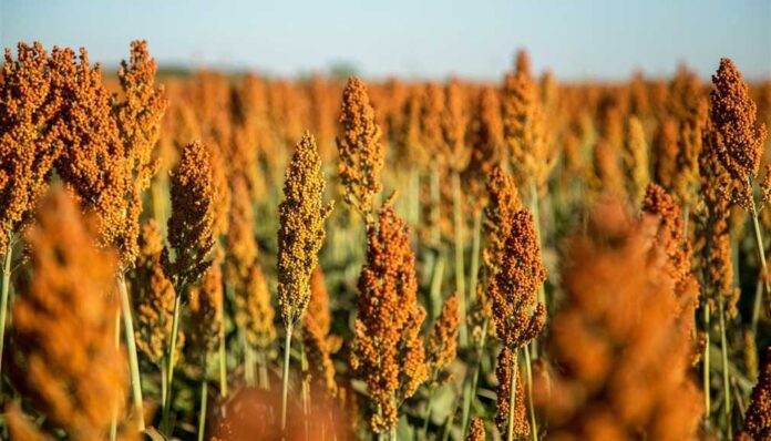 Sorgo_Listo
