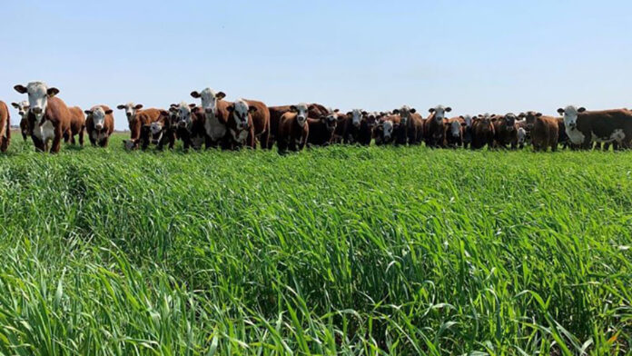 Gatton_Panic_Forraje