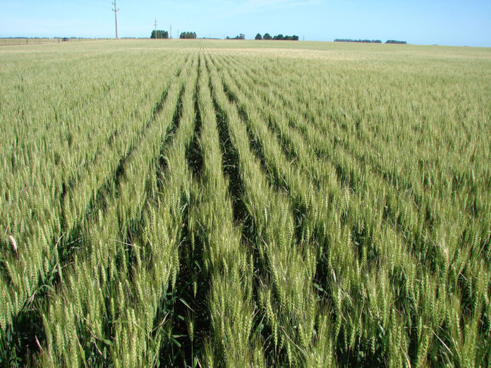 Trigo_Creciendo