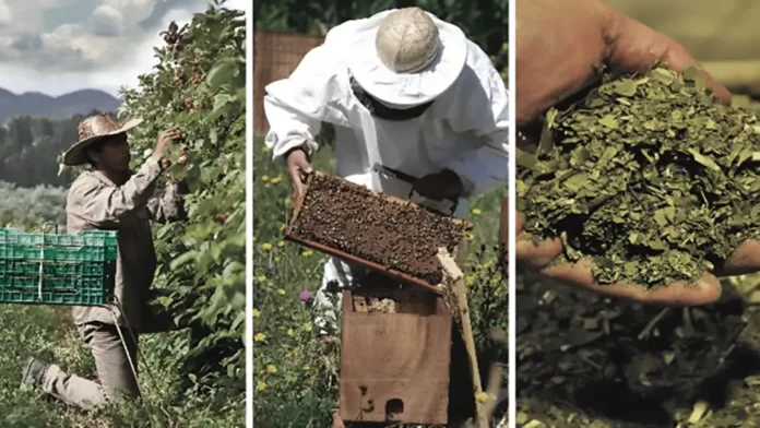 Economias_Regionales