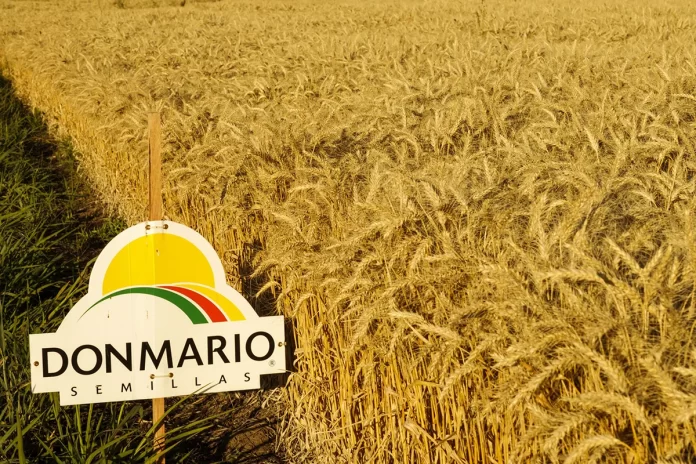 Trigo_Don_Mario