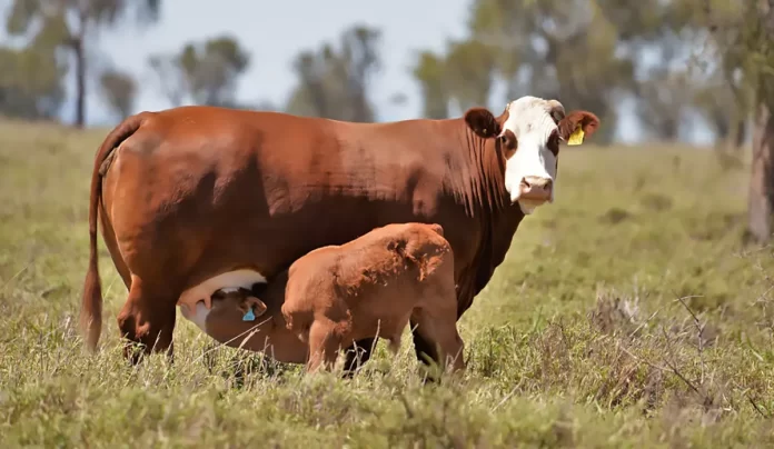 Vaca_Cria