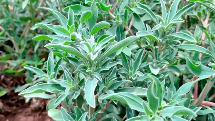 Morenita-bassia-scoparia