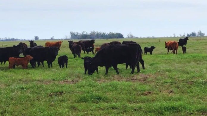 ganaderia-cuenca-salado