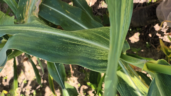 maiz-virus