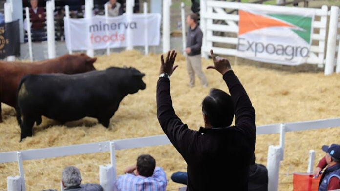 remate-angus-olavarria-2022