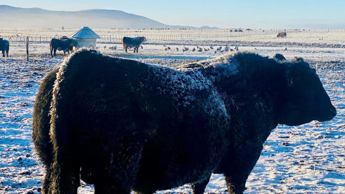 angues-nieve-chubut-1