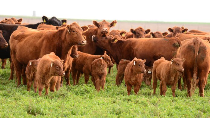 ganado-angus-colorado-2