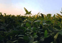 Soja: Alertan por la aparición de cepas resistentes a la septoria