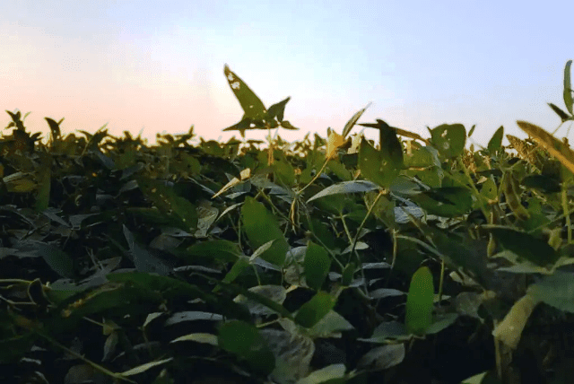 AGUA-SOJA-BRECHA-DE-RENDIMIENTO