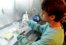 Argentina aprobó la mayor cantidad de productos OGM en los dos últimos años