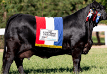 Brangus paraguaya elegida como la mejor de Sudamérica y competirá por el oro en el mundial