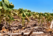 Llega a la Argentina el mayor especialista en manejo de estrés abiótico