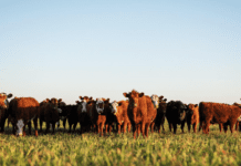 Ganadería argentina: el mapa de riesgos y oportunidades