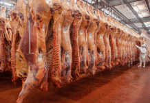 La faena de ganado vacuno mejoró poco más de 2% en octubre