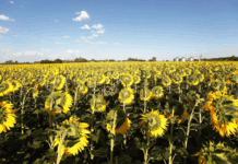 Girasol: Las palomas arrasan al cultivo, desde el gobierno chaqueño dicen no tener recursos