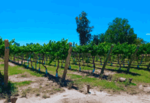 Presentan un protocolo para acelerar la transformación digital en el agro