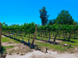 Presentan un protocolo para acelerar la transformación digital en el agro