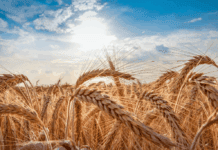 Trigo: récord de producción pero no de ingreso de divisas