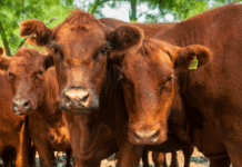 Movimiento de hacienda: actualizan los sistemas de control de brucelosis bovina