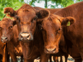 Movimiento de hacienda: actualizan los sistemas de control de brucelosis bovina