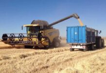 La cosecha de cebada avanza con demoras y se mantiene la proyección pese a las heladas