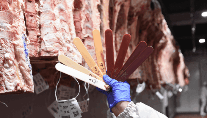 faena-tipificacion-bovina