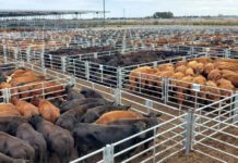 Entrar al negocio de la ganadería hoy: desafíos financieros y expectativas inmejorables