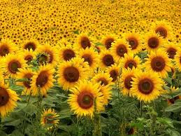 girasol-abundante