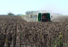 Se inició la cosecha de girasol de la campaña 2025-26
