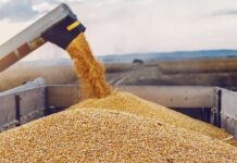 El buen clima en Sudamérica presiona a la baja los precios de los granos