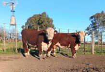 Hereford incorpora mediciones de eficiencia alimenticia y emisiones en la evaluación de toros