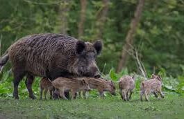 El gobierno español confirmó los casos de peste porcina africana