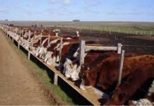 La ocupación de los feedlot supera el 61%