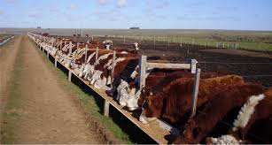 maiz-feedlot-
