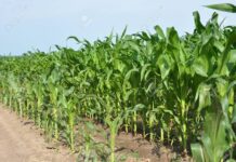 La Navidad llega con el maíz temprano a salvo de Spiroplasma