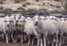 El Senasa declaró alerta sanitaria por sarna ovina