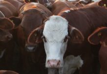 ¿Señal de alerta?: China enfrió la compra de carne y lo sintieron los exportadores de Argentina y Brasil