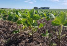 La siembra de soja cubre el 82 % de la superficie proyectada a nivel nacional