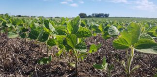 La siembra de soja cubre el 82 % de la superficie proyectada a nivel nacional