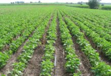 ¿Cuándo conviene secar los cultivos de cobertura?: un estudio reveló su impacto en la soja