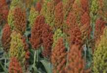 La siembra de sorgo avanzó sobre el centro del país