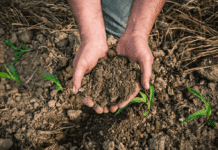 Día Mundial del Suelo: el objetivo de cuidar su salud con “decisiones agronómicas responsables”