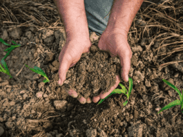 Día Mundial del Suelo: el objetivo de cuidar su salud con “decisiones agronómicas responsables”