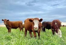 El trébol gana terreno como alternativa forrajera