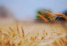 Agroexportaciones: Noviembre 2025, el mejor de los últimos 10 años